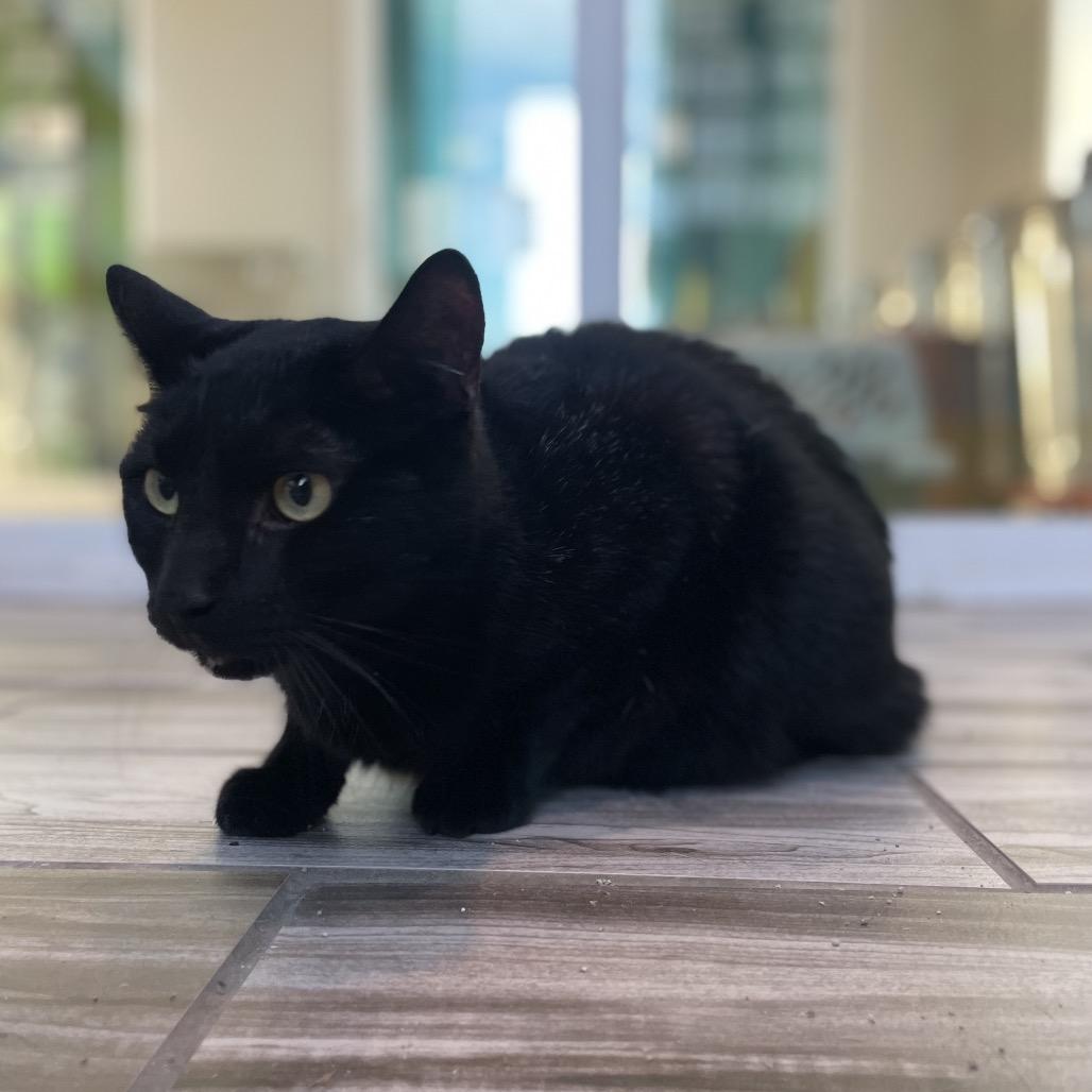 Enlarge Rootbeer, a Adoptable Domestic Short Hair in West Des Moines, IA image 1/3