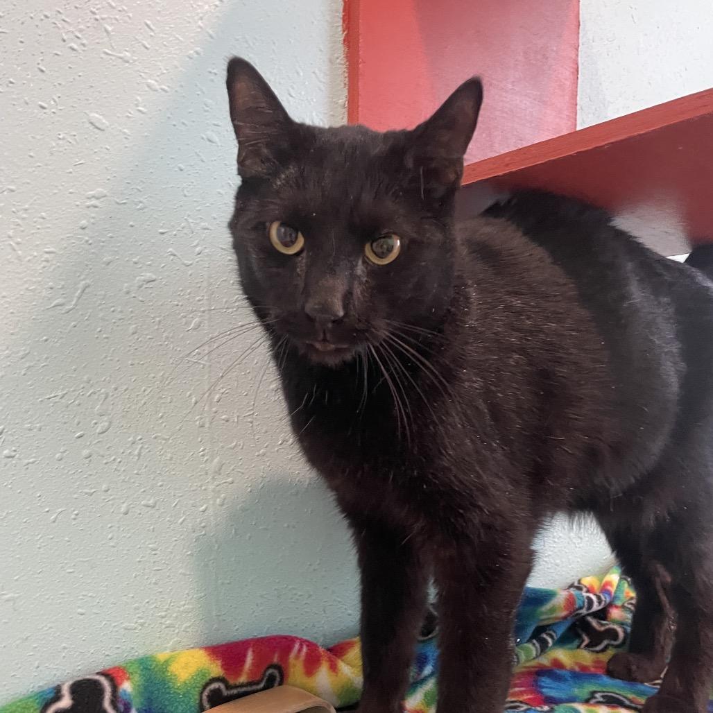 Enlarge Rootbeer, a Adoptable Domestic Short Hair in West Des Moines, IA image 2/3