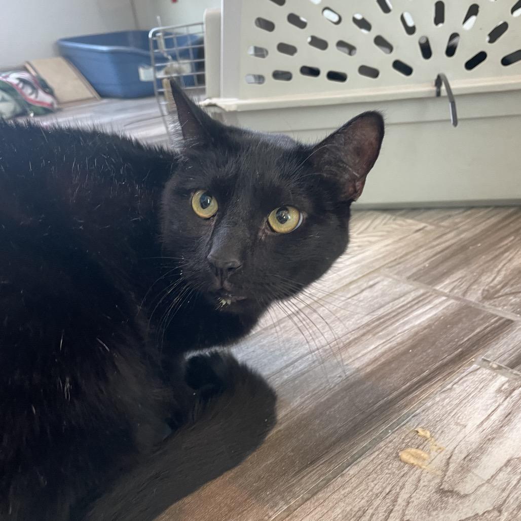 Enlarge Rootbeer, a Adoptable Domestic Short Hair in West Des Moines, IA image 3/3