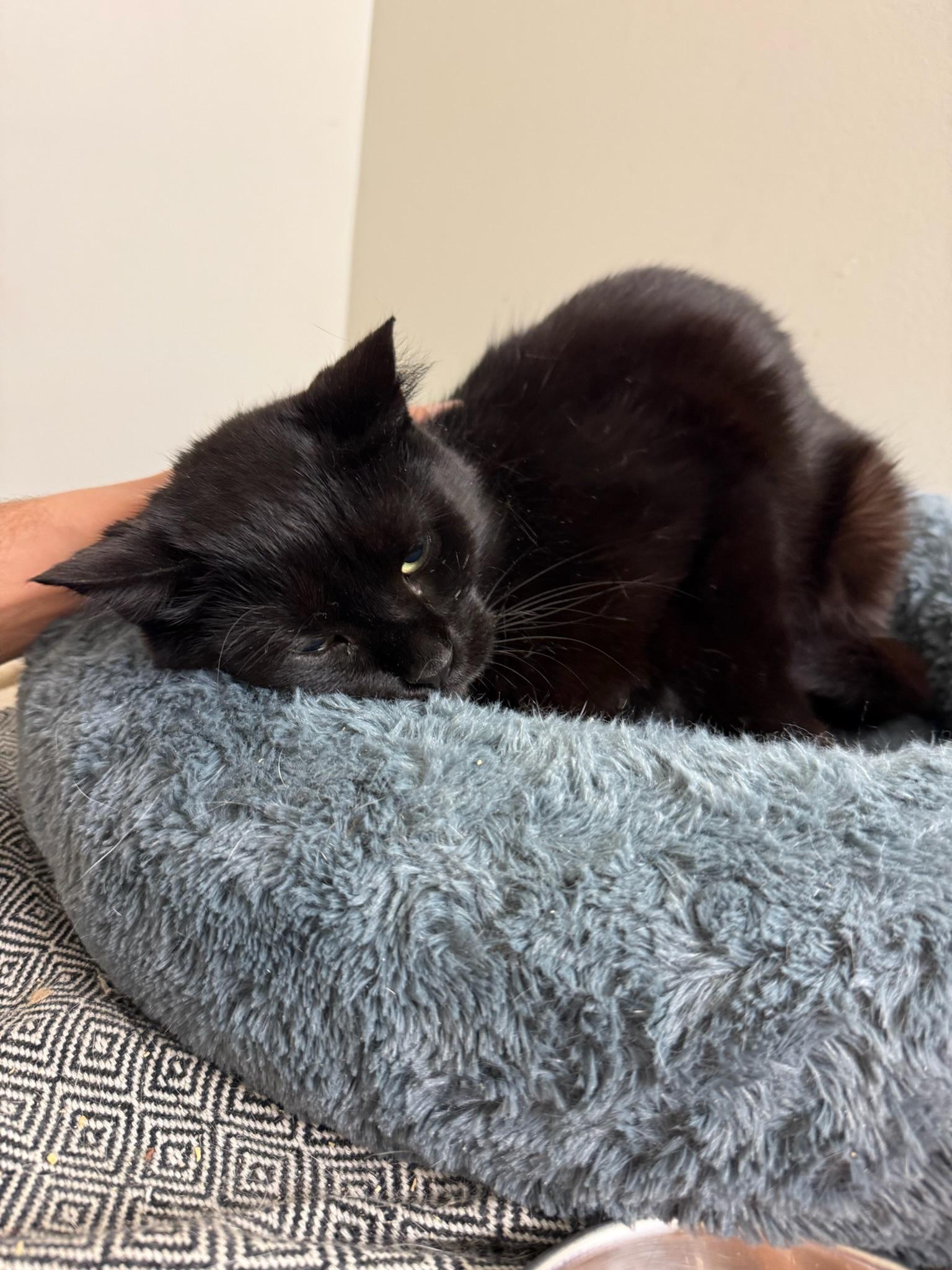 Lily, Adoptable, Adult Female American Shorthair.