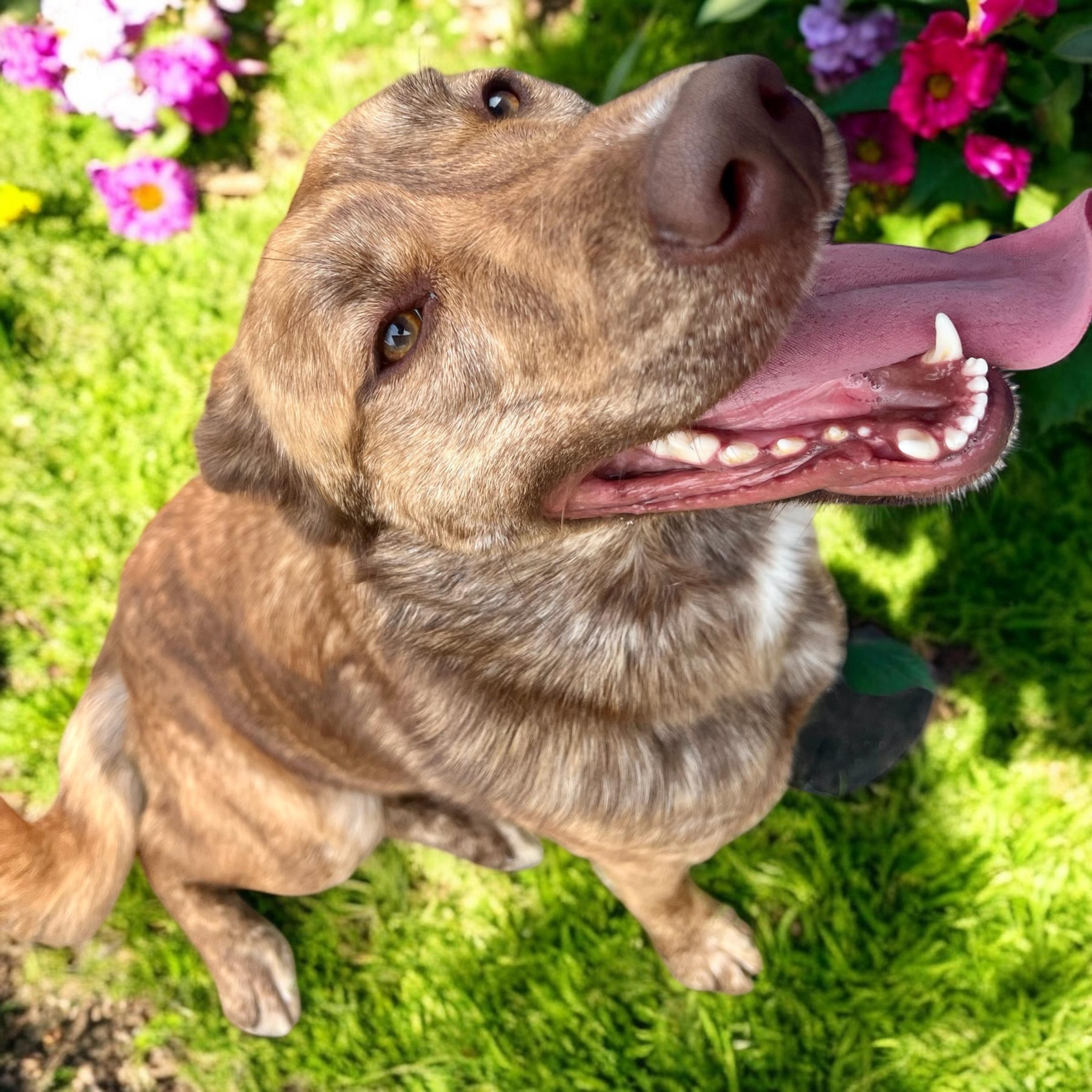 Sadie, a Adoptable mixed breed in Horn Lake, MS image 3/6