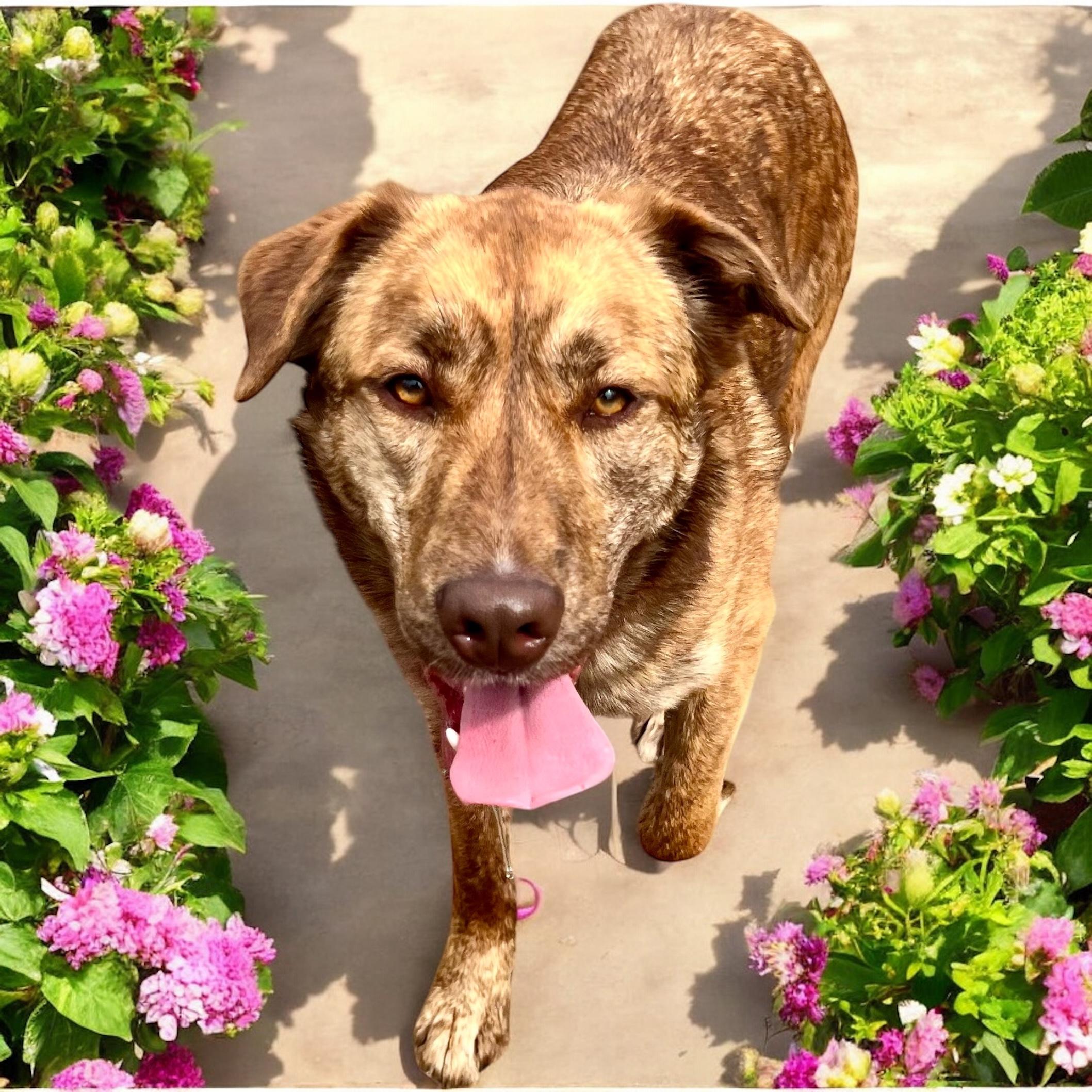 Sadie, Adoptable, Young Female German Shepherd Dog.