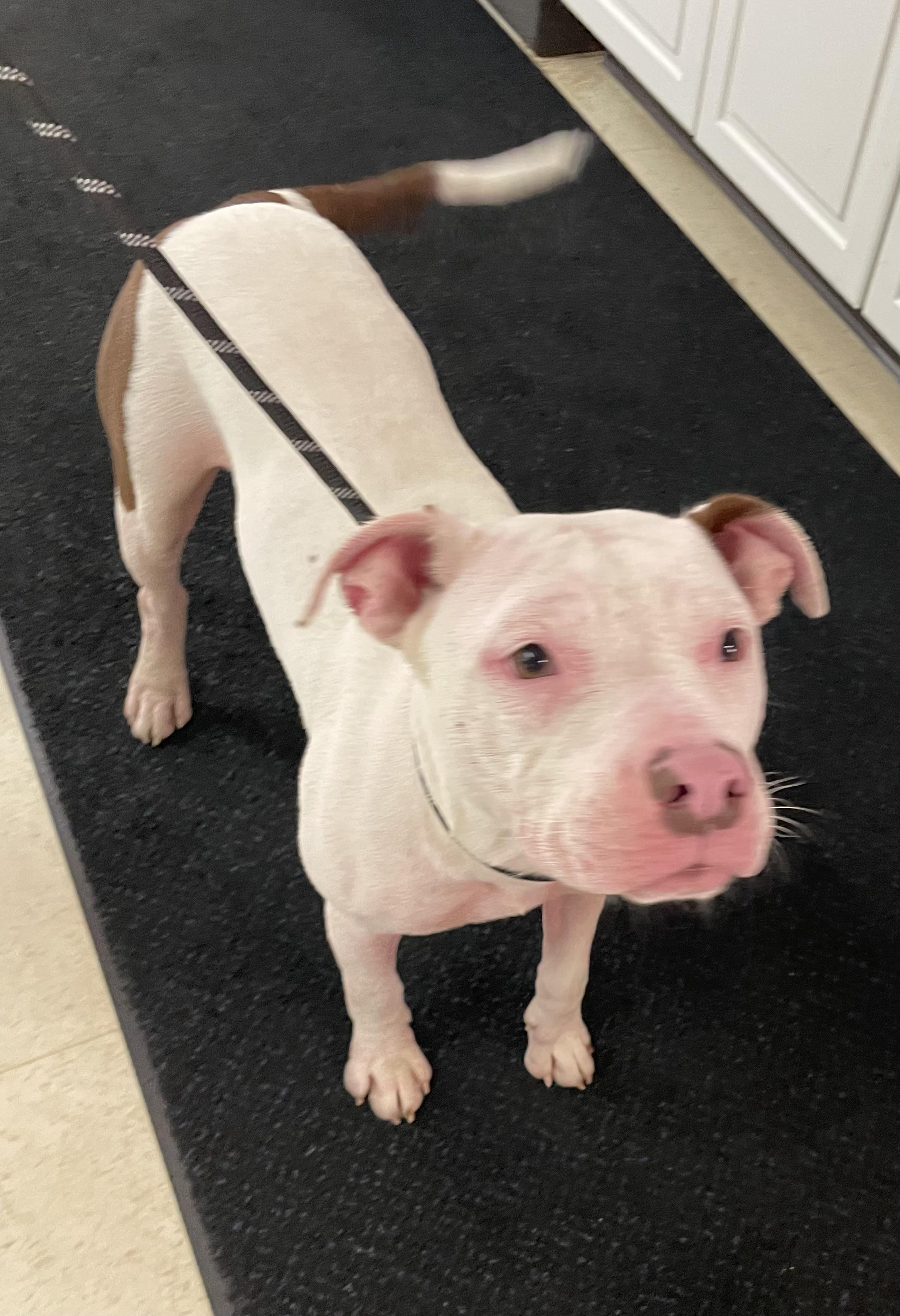 Enlarge Bubby AVAILABLE, a Adoptable mixed breed in Canton, OH image 5/5