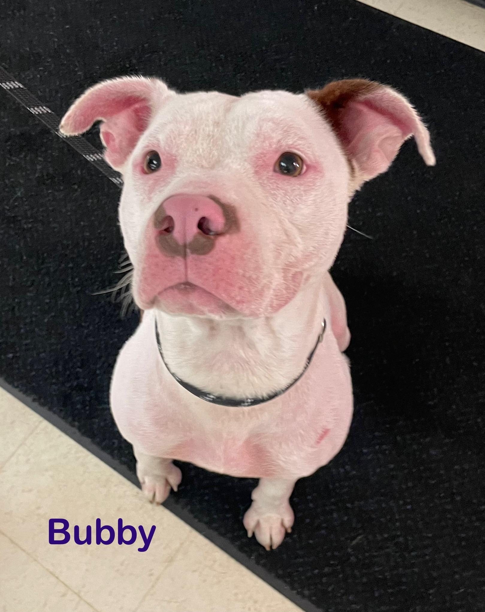 Enlarge Bubby AVAILABLE, a Adoptable mixed breed in Canton, OH image 2/5