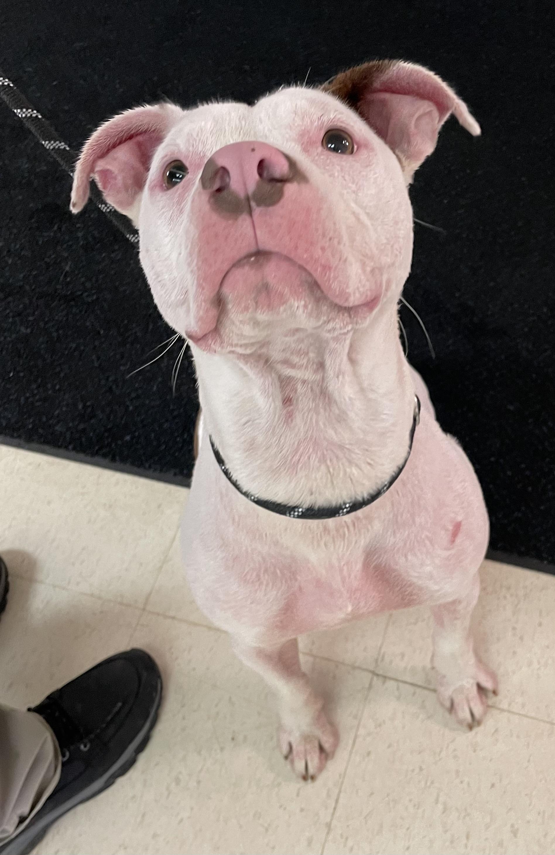 Enlarge Bubby AVAILABLE, a Adoptable mixed breed in Canton, OH image 3/5