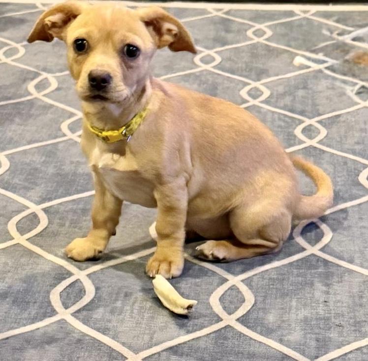 Enlarge Joon, a Adopted mixed breed in Aurora, IL image 2/6