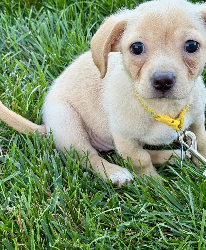 Enlarge Joon, a Adopted mixed breed in Aurora, IL image 5/6