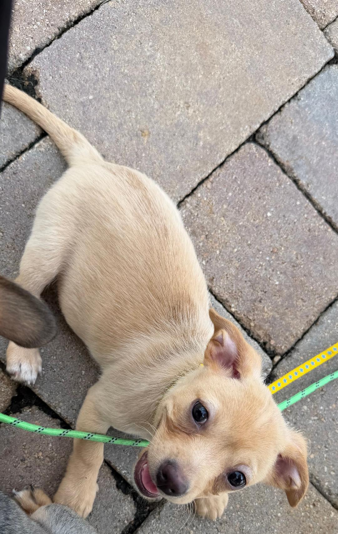 Enlarge Joon, a Adopted mixed breed in Aurora, IL image 6/6