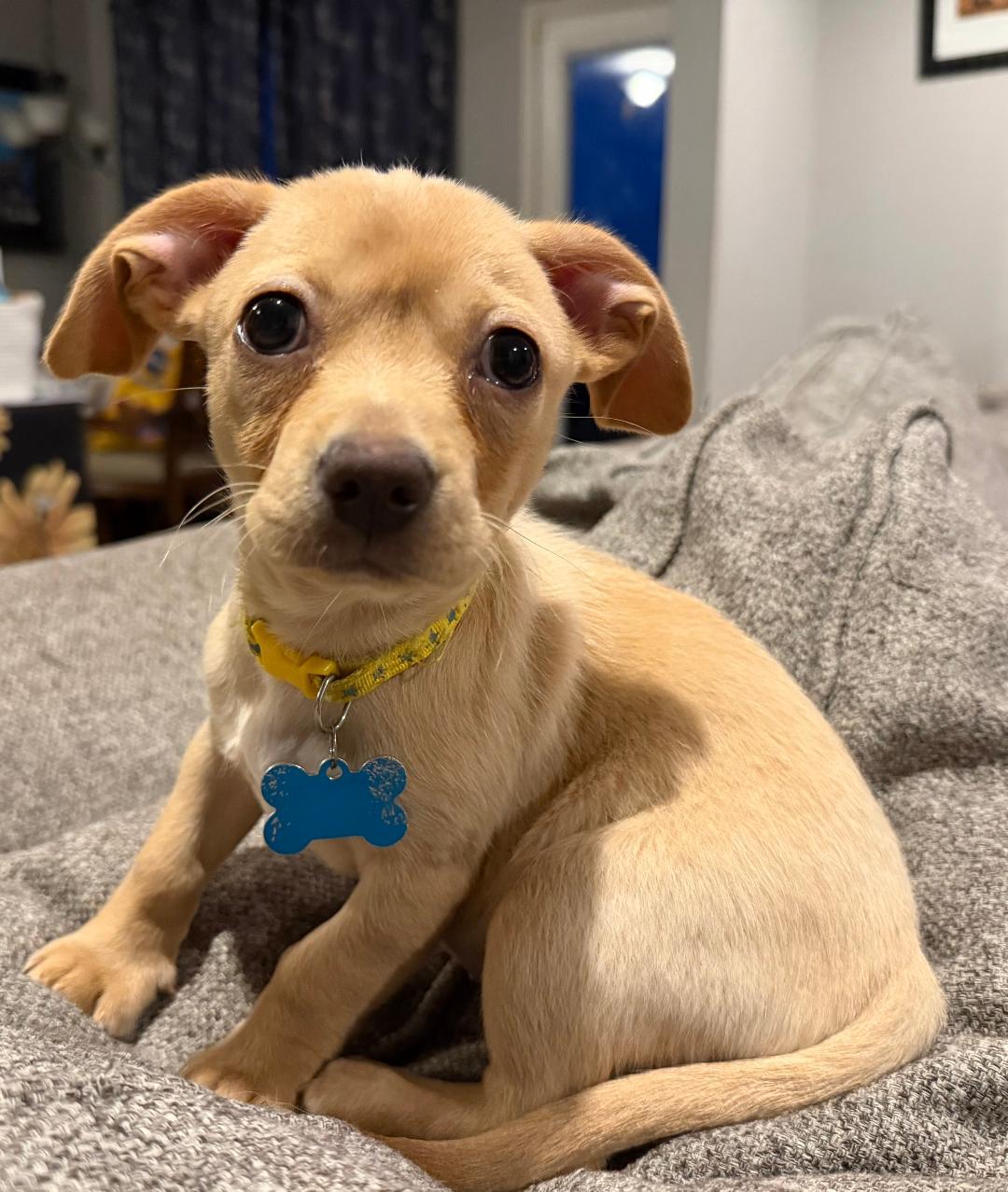 Enlarge Joon, a Adopted mixed breed in Aurora, IL image 3/6