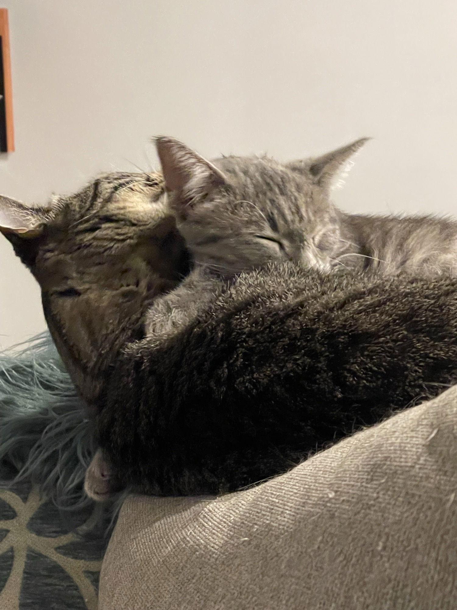 Viggo, Adoptable, Young Male Domestic Short Hair & Tabby.