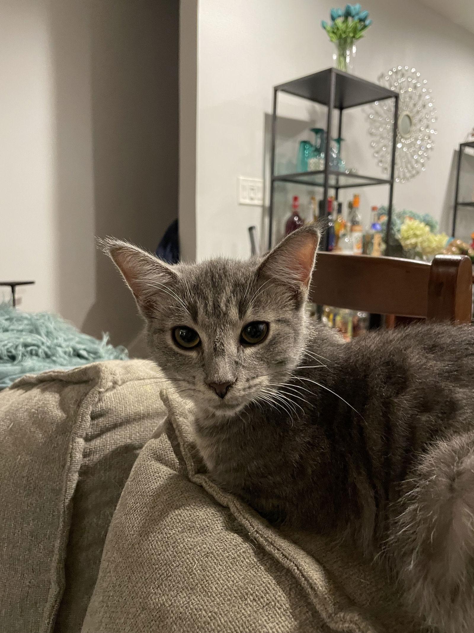 Viggo, a Adoptable mixed breed in Philadelphia, PA image 3/3