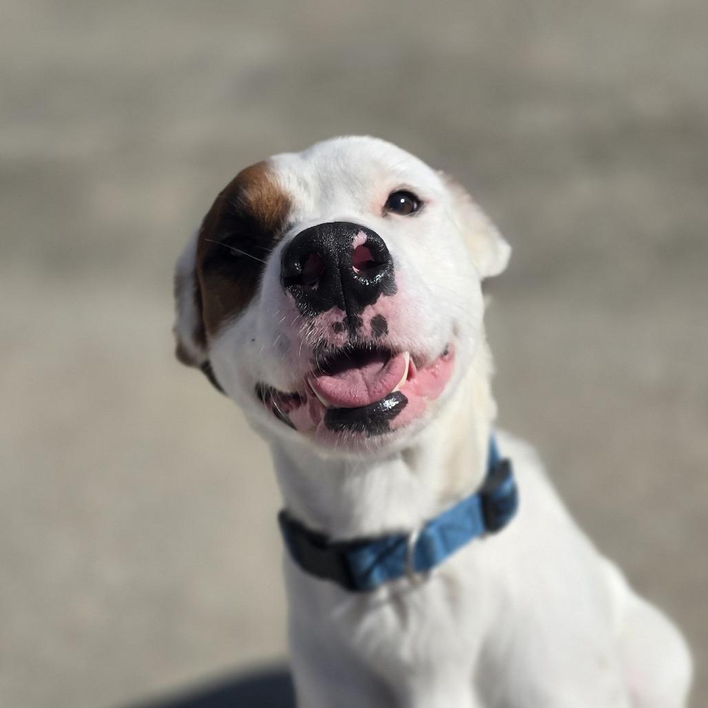 Enlarge Pete, a Adoptable Mixed Breed in Dixon, IL image 1/1