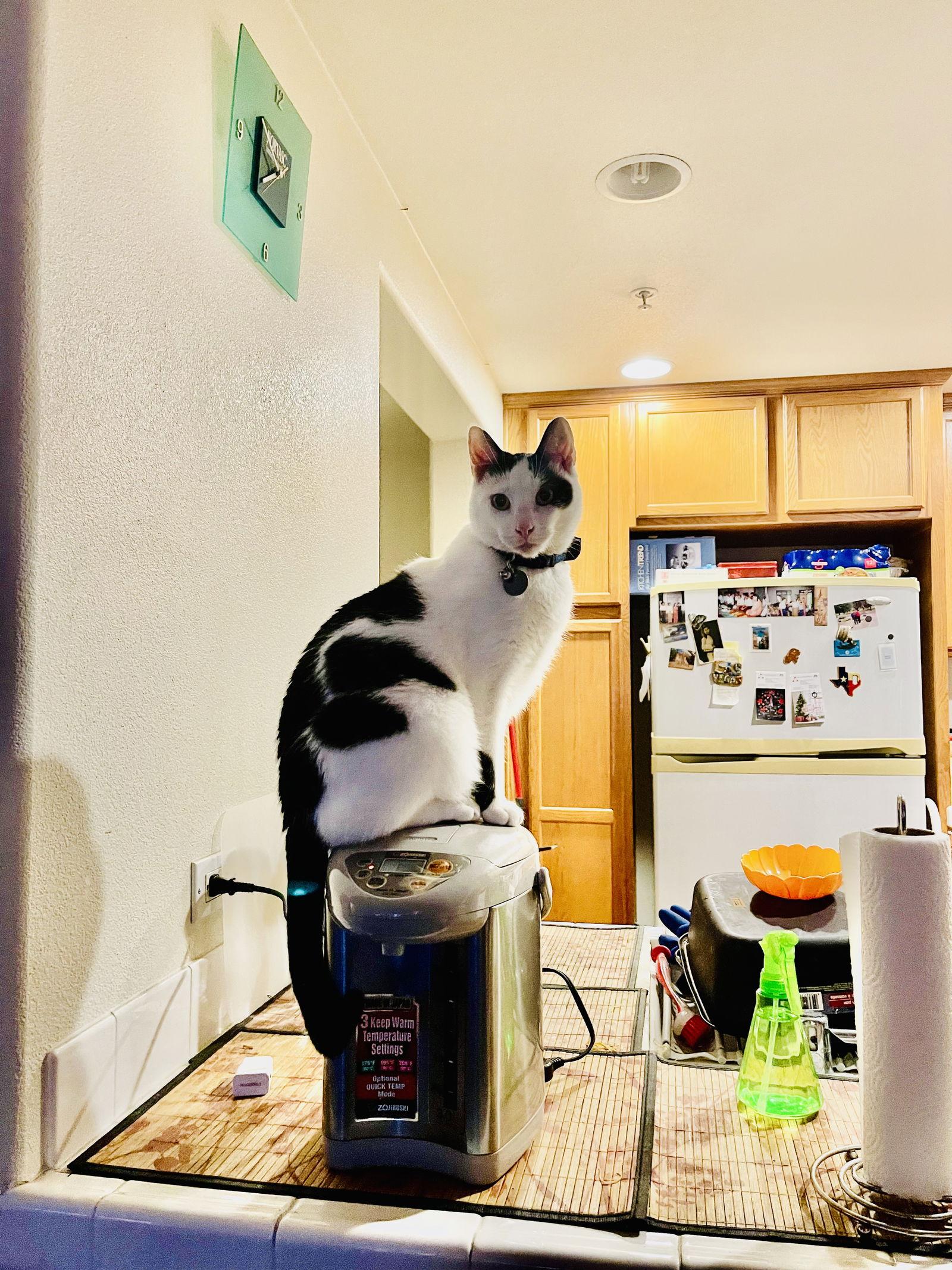 Enlarge Sunny, a Adoptable Domestic Short Hair in San Jose, CA image 1/3