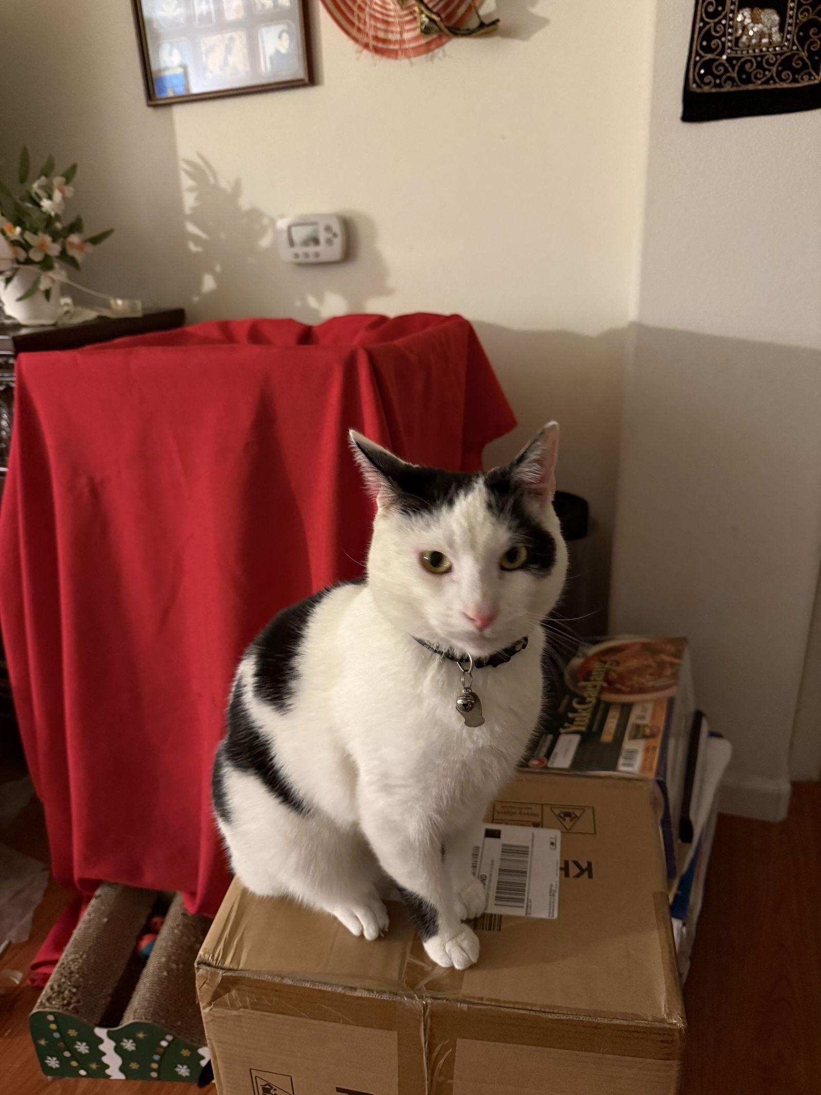 Enlarge Sunny, a Adoptable Domestic Short Hair in San Jose, CA image 2/3