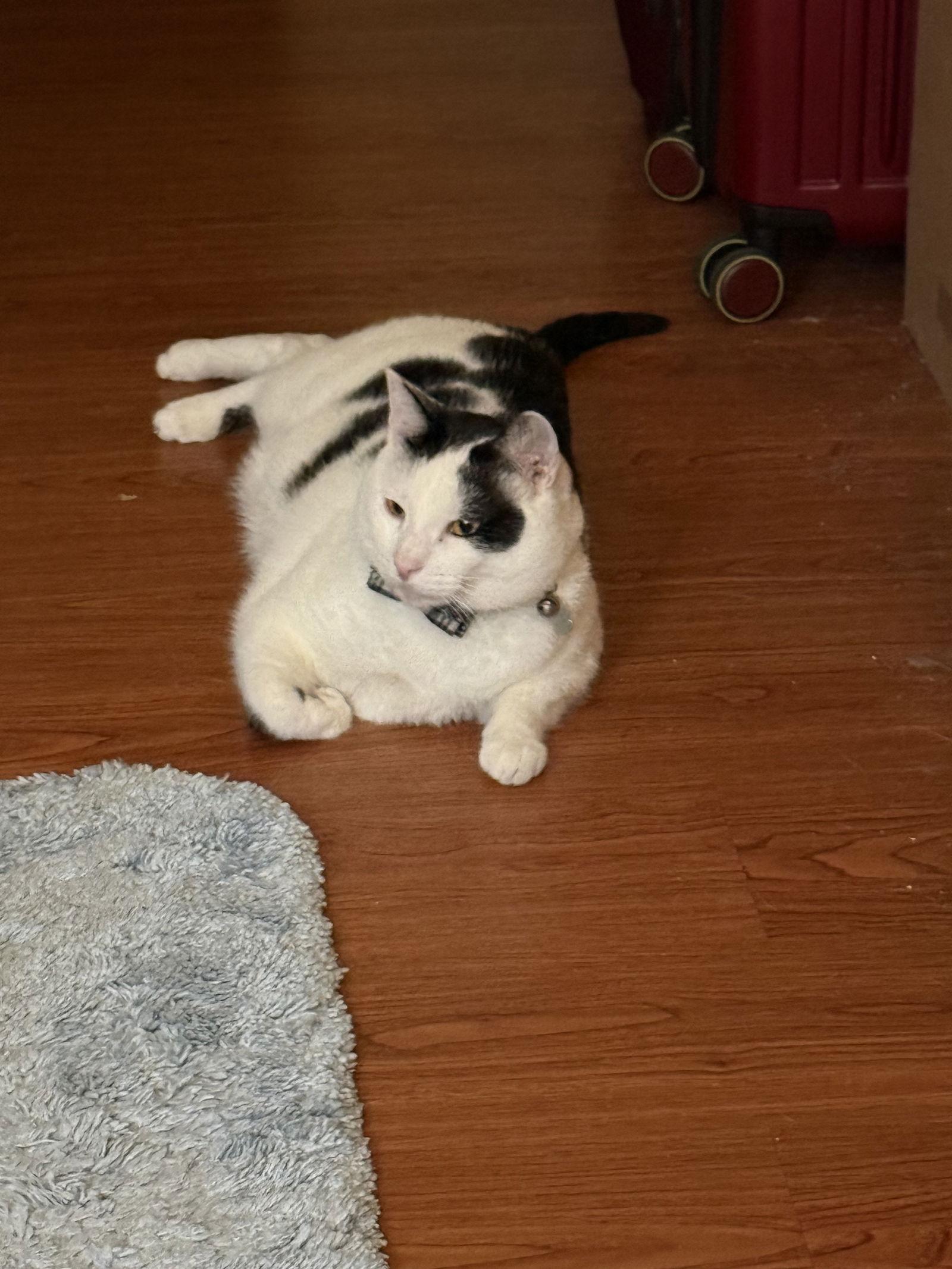 Enlarge Sunny, a Adoptable Domestic Short Hair in San Jose, CA image 3/3