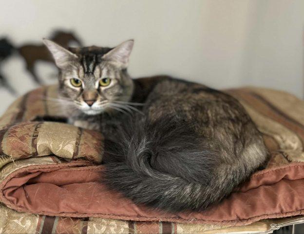 Fuzzy Pants, an adoptable Domestic Medium Hair in Wasilla, AK, 99654 | Photo Image 1