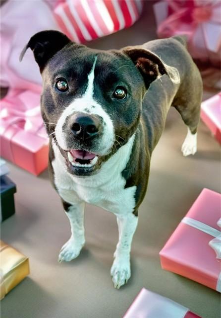 CHUTNEY, Adoptable, Adult Male Pit Bull Terrier & Border Collie.