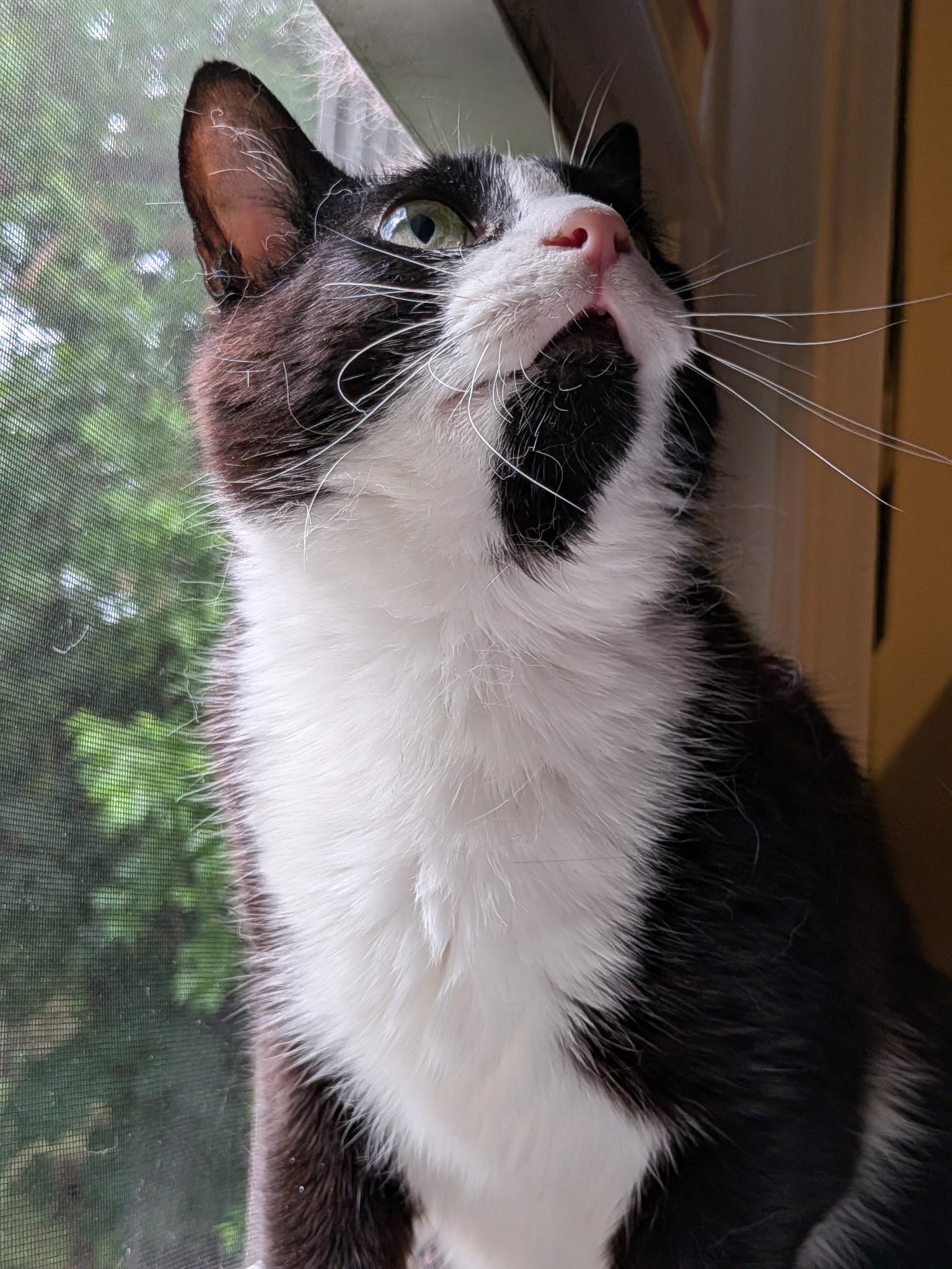 Enlarge Michelle Visage, a ADOPTABLE Domestic Short Hair in Syracuse, NY image 1/5