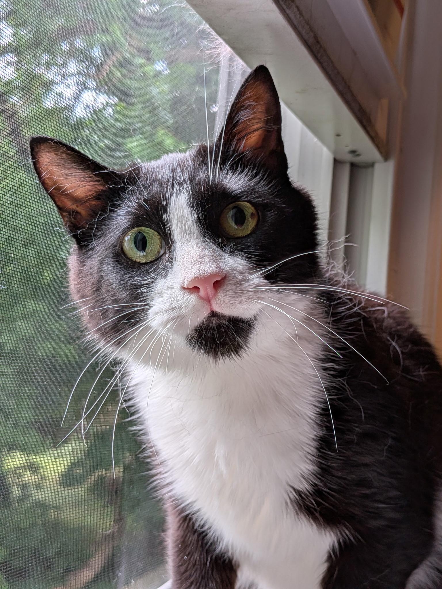 Enlarge Michelle Visage, a ADOPTABLE Domestic Short Hair in Syracuse, NY image 5/5