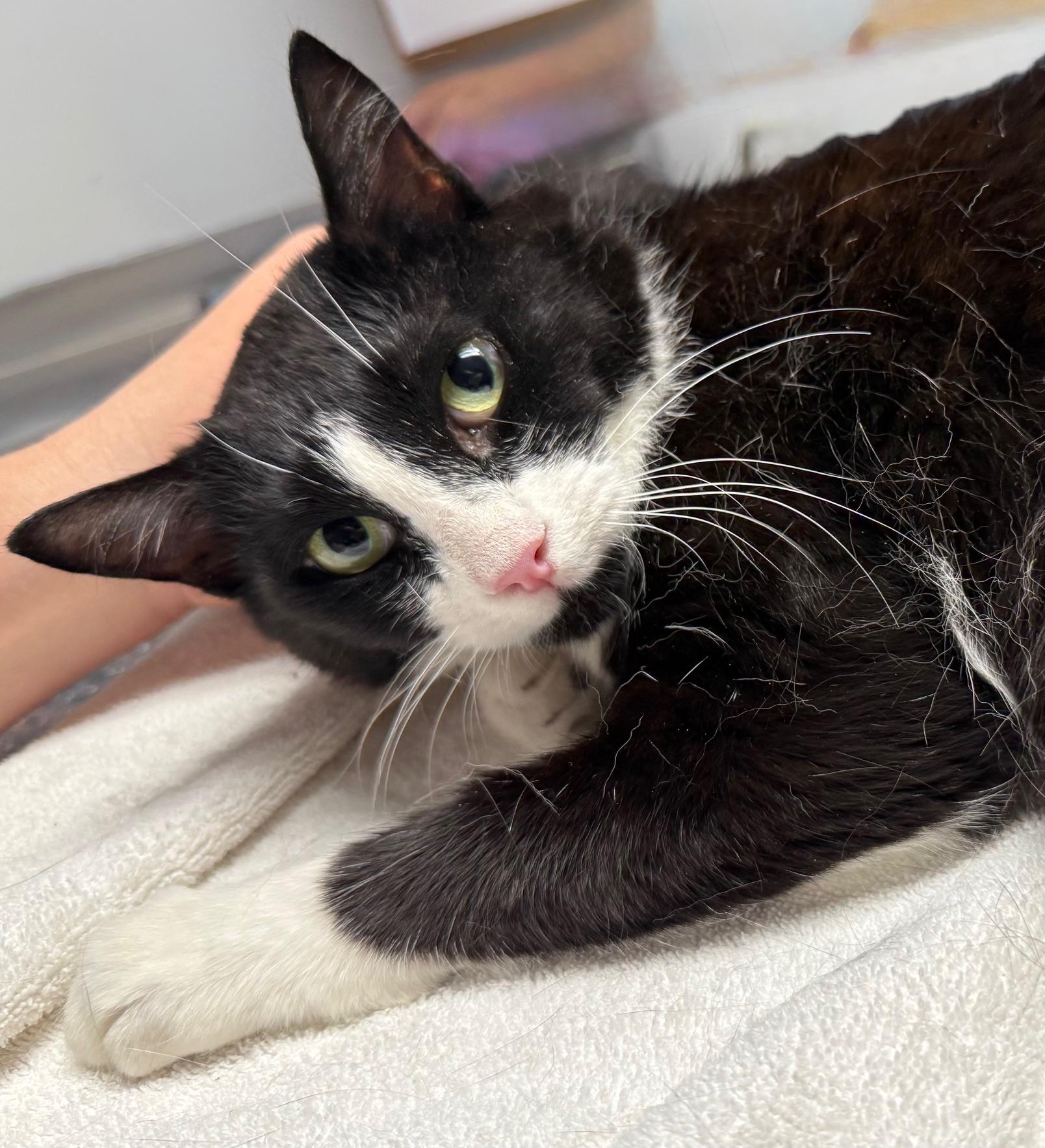 Enlarge Michelle Visage, a ADOPTABLE Domestic Short Hair in Syracuse, NY image 3/5