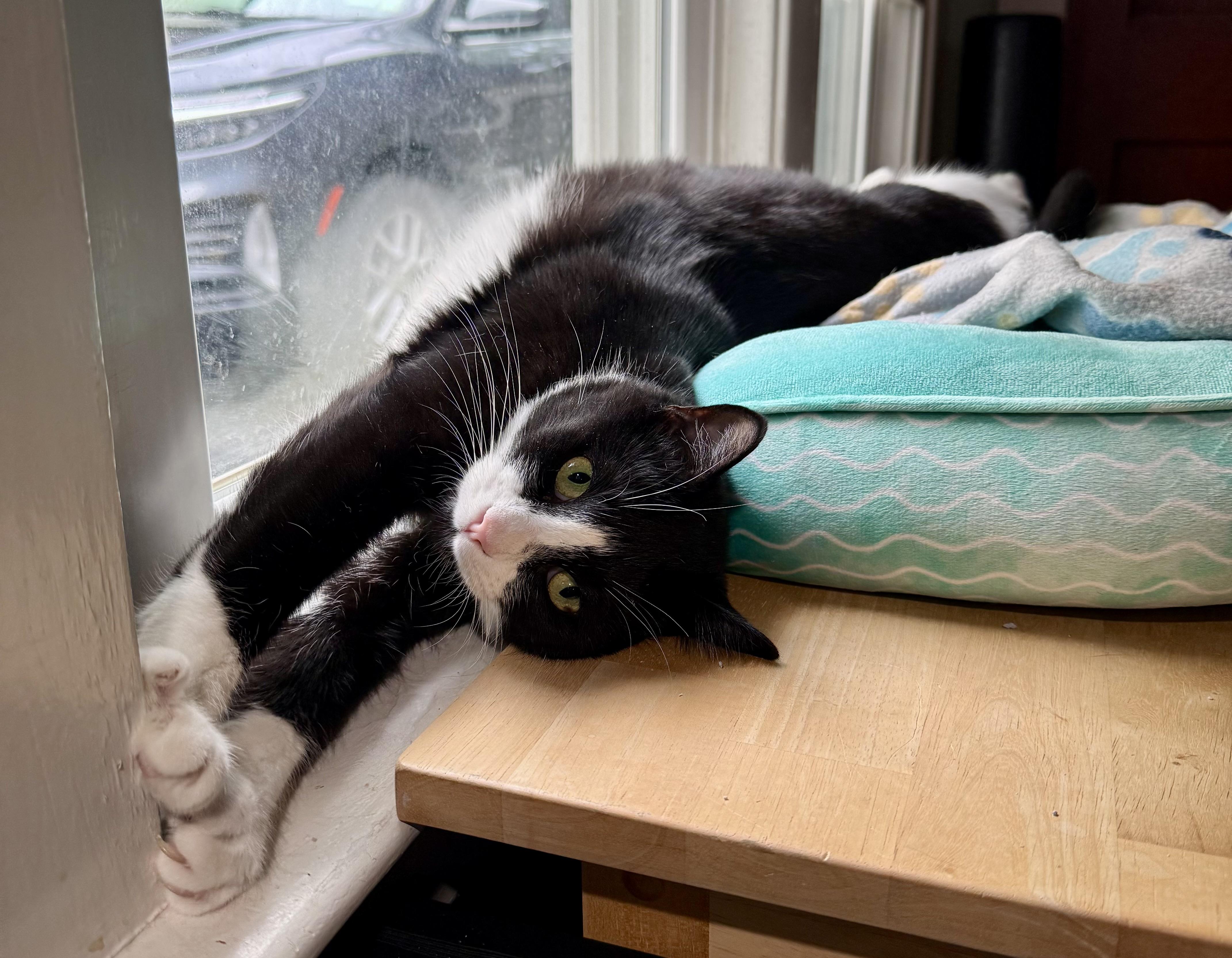 Enlarge Michelle Visage, a Adoptable Domestic Short Hair in Syracuse, NY image 6/6