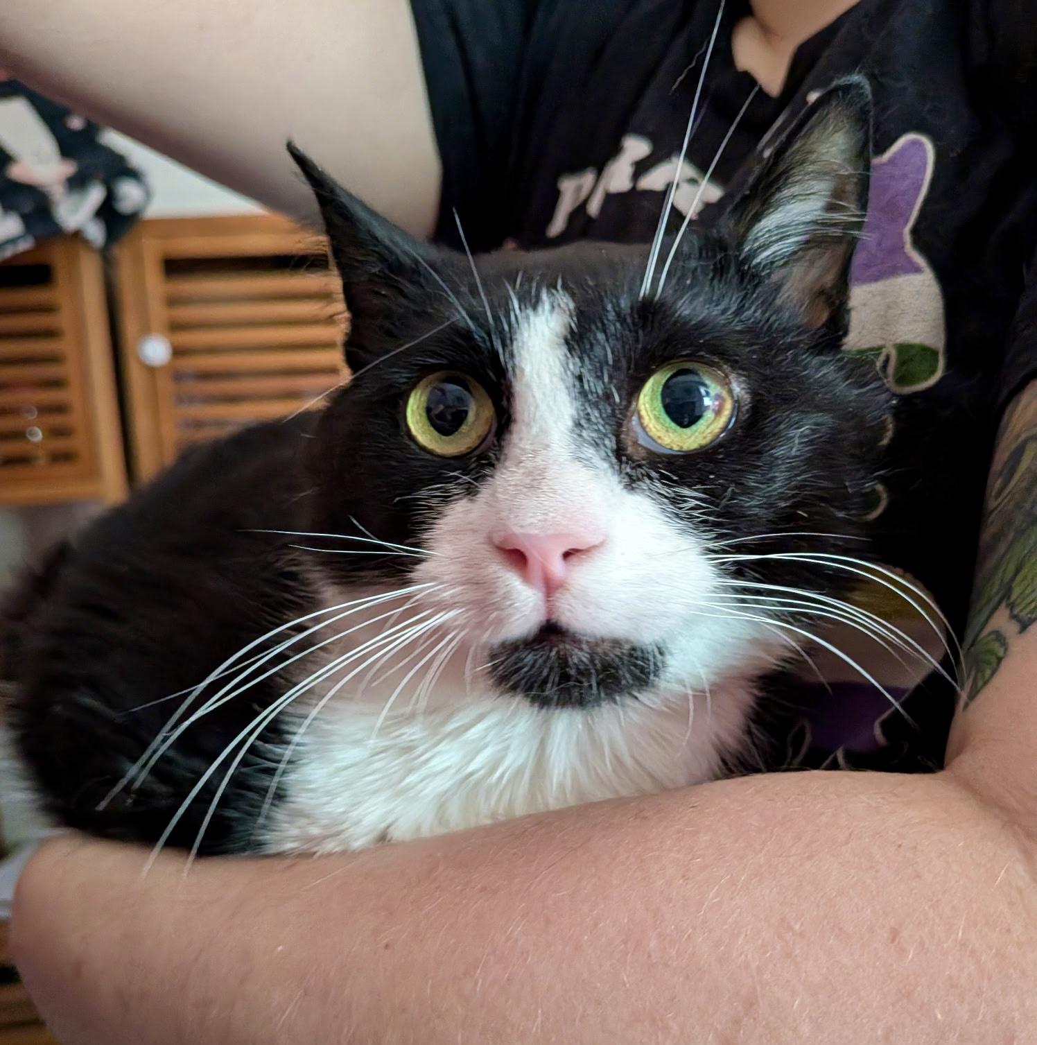 Enlarge Michelle Visage, a ADOPTABLE Domestic Short Hair in Syracuse, NY image 4/5