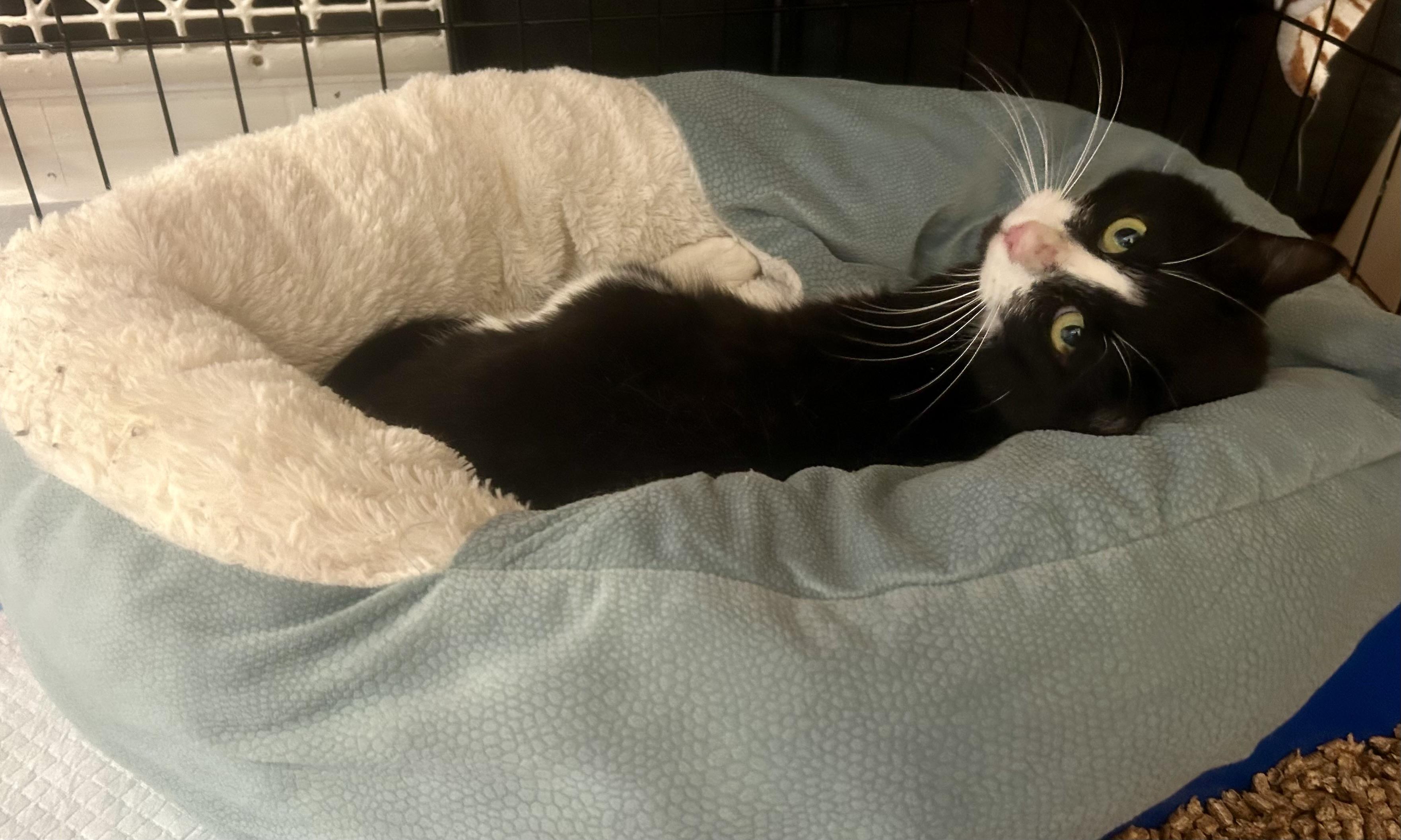 Enlarge Michelle Visage, a ADOPTABLE Domestic Short Hair in Syracuse, NY image 2/5