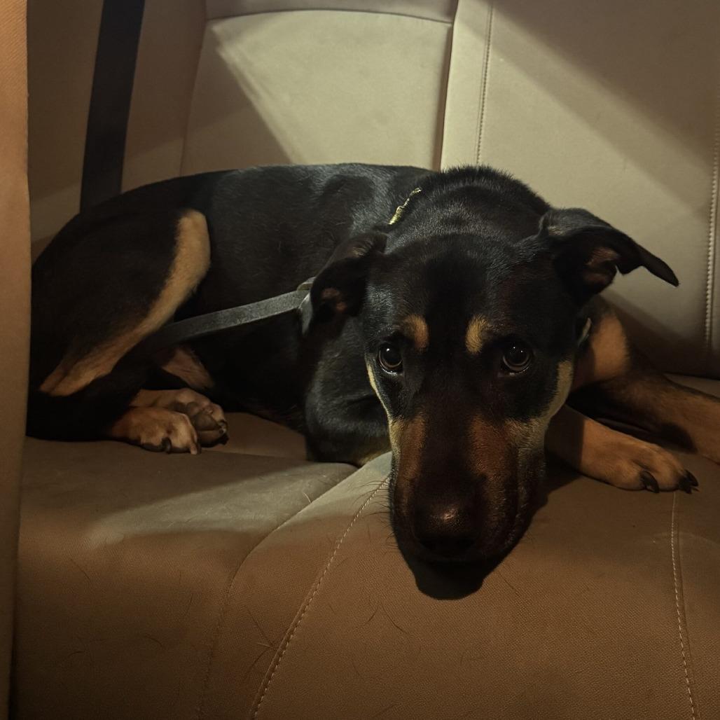 Ivy/Gunner, Adoptable, Adult Male Terrier.