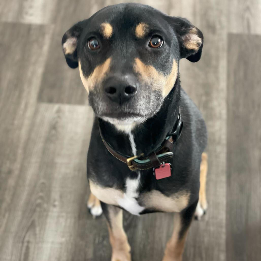 Ivy/Gunner, a Adoptable Terrier in San Diego, CA image 4/4