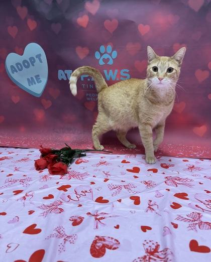 Nan, a Adoptable mixed breed in Tinley Park, IL image 1/6