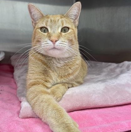 Nan, a Adoptable mixed breed in Tinley Park, IL image 2/6