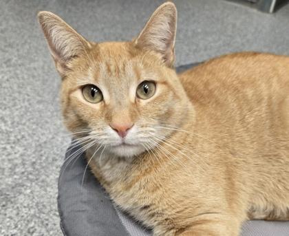 Nan, Adoptable, Young Female Domestic Short Hair.