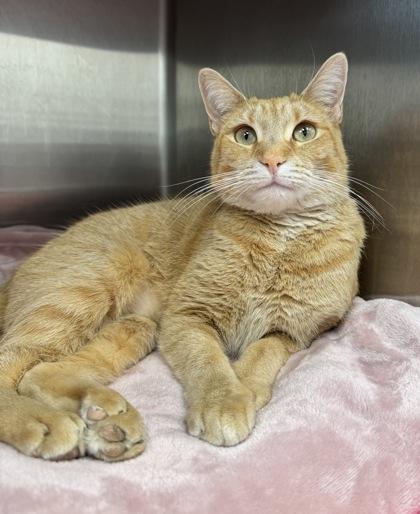 Nan, a Adoptable mixed breed in Tinley Park, IL image 3/6