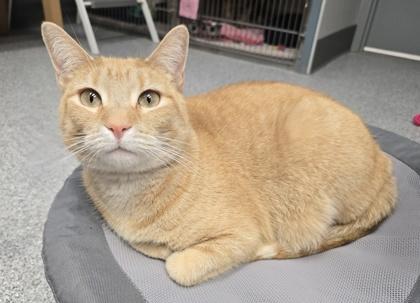 Nan, a Adoptable mixed breed in Tinley Park, IL image 5/6