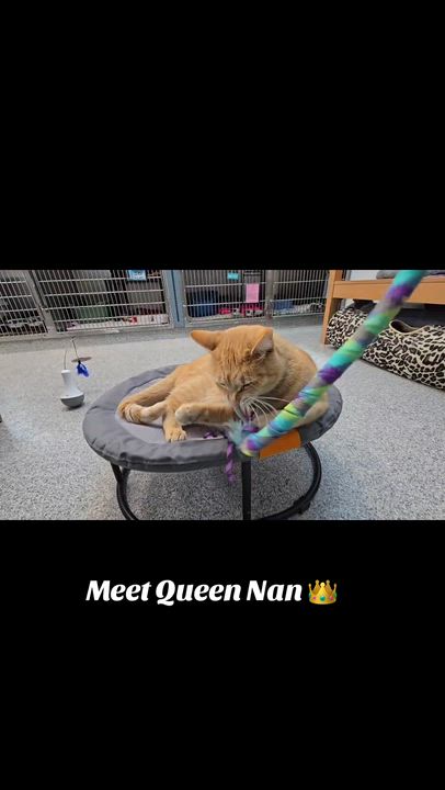 Enlarge Nan, a Adoptable mixed breed in Tinley Park, IL video 4/6