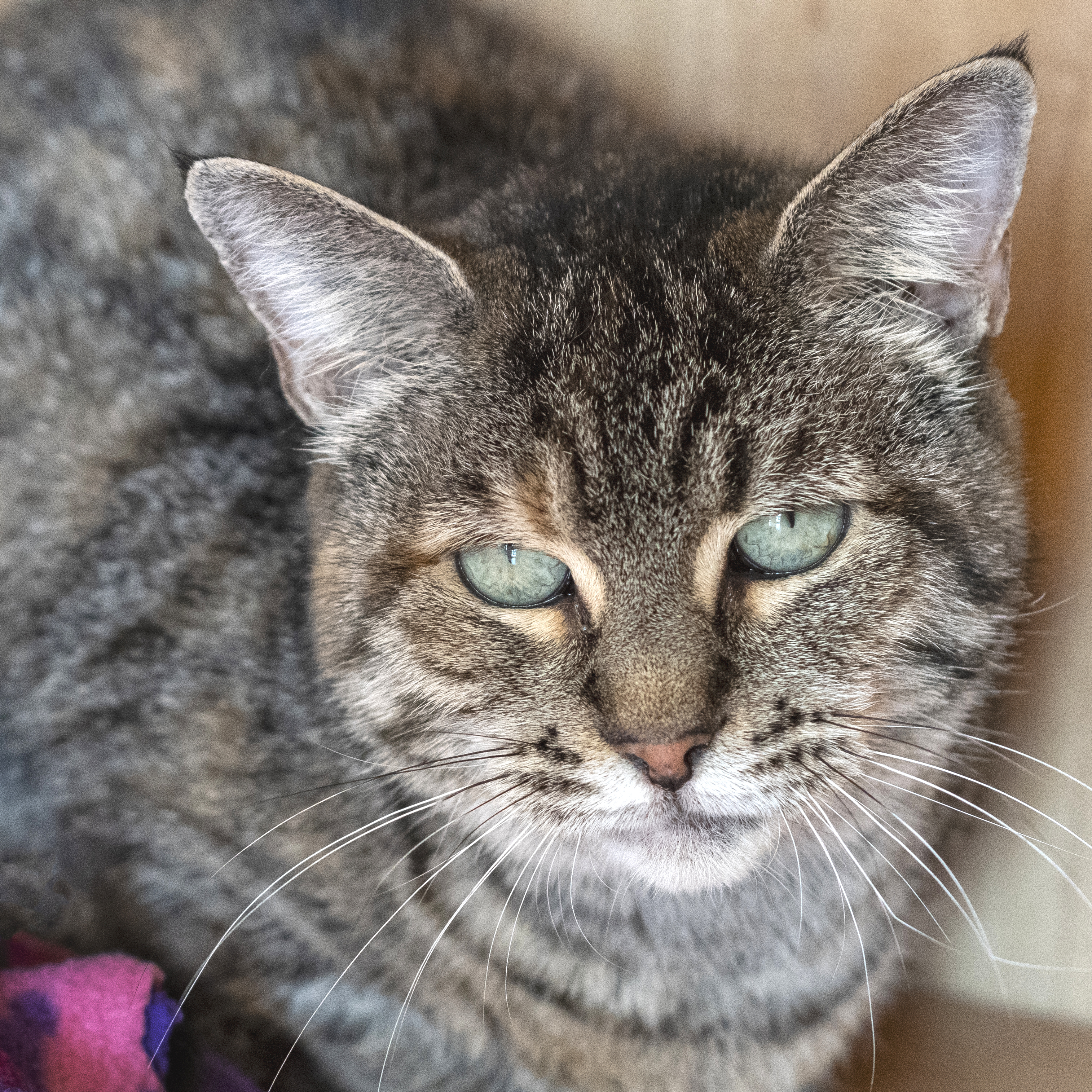 Enlarge Ladybug, a Adoptable Domestic Short Hair in Pontiac, MI image 1/1