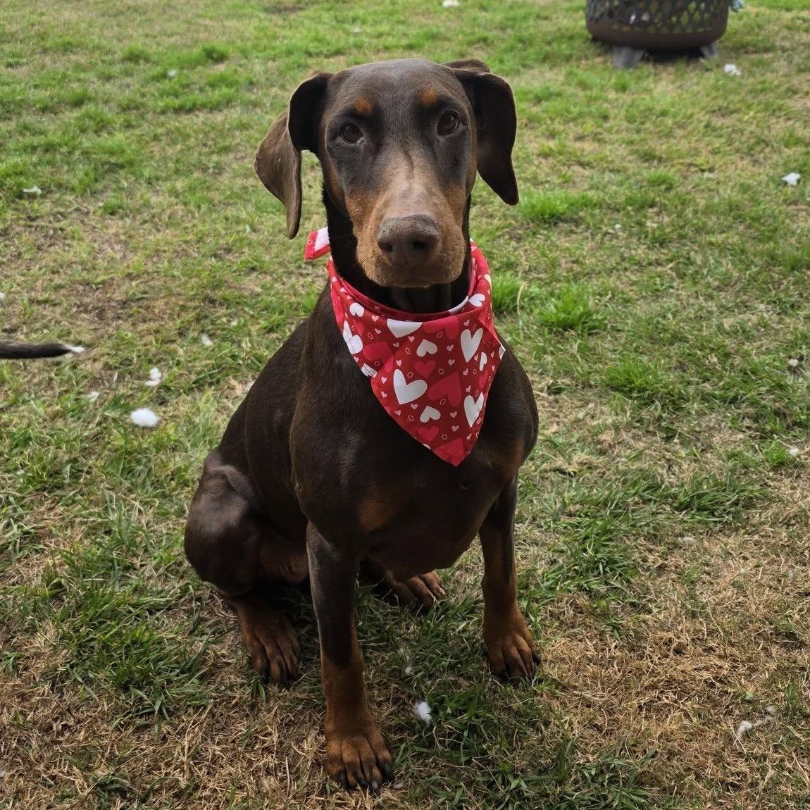 Enlarge Luna, a Adoptable Doberman Pinscher in Harahan, LA image 1/1