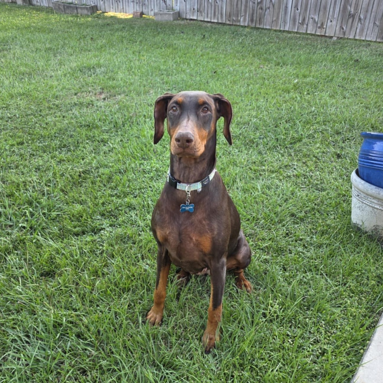Luna, Adoptable, Senior Female Doberman Pinscher.