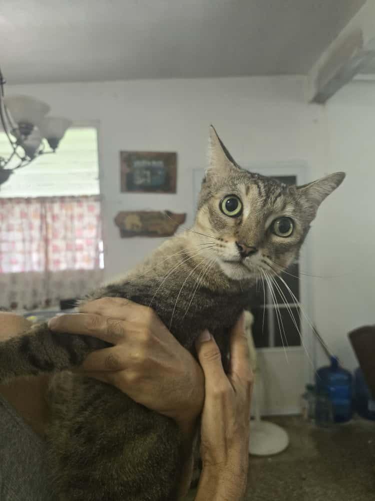 Leo, Adoptable, Adult Male Domestic Short Hair.