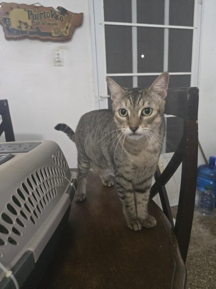 Enlarge Leo, a Adoptable Domestic Short Hair in Naranjito, PR image 2/3