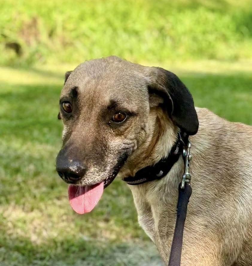 Enlarge Mr Ripley, a Adoptable mixed breed in Syracuse, NY image 1/5