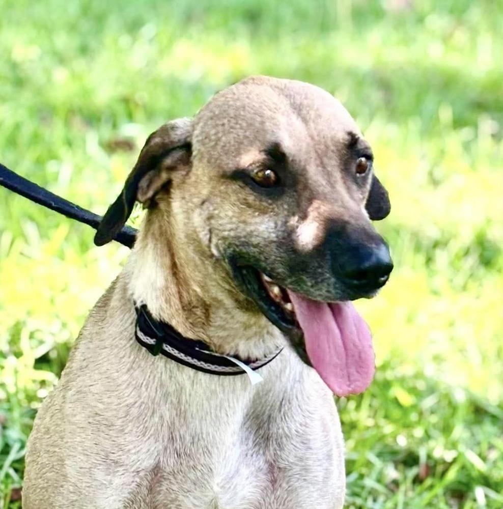 Enlarge Mr Ripley, a Adoptable mixed breed in Syracuse, NY image 2/5