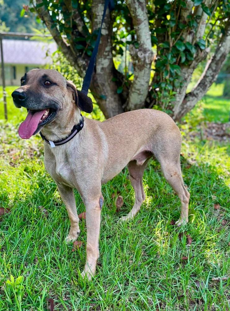 Enlarge Mr Ripley, a Adoptable mixed breed in Syracuse, NY image 3/5