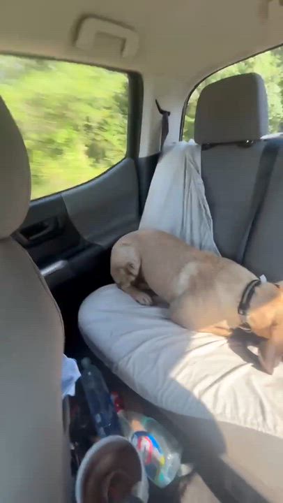Enlarge Mr Ripley, a Adoptable mixed breed in Syracuse, NY video 4/5