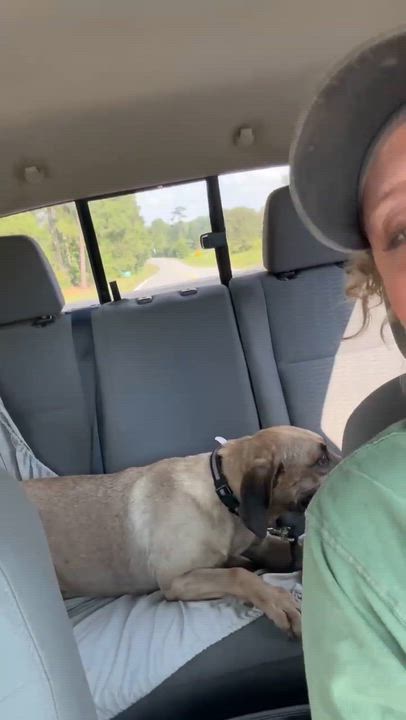 Enlarge Mr Ripley, a Adoptable mixed breed in Syracuse, NY video 5/5