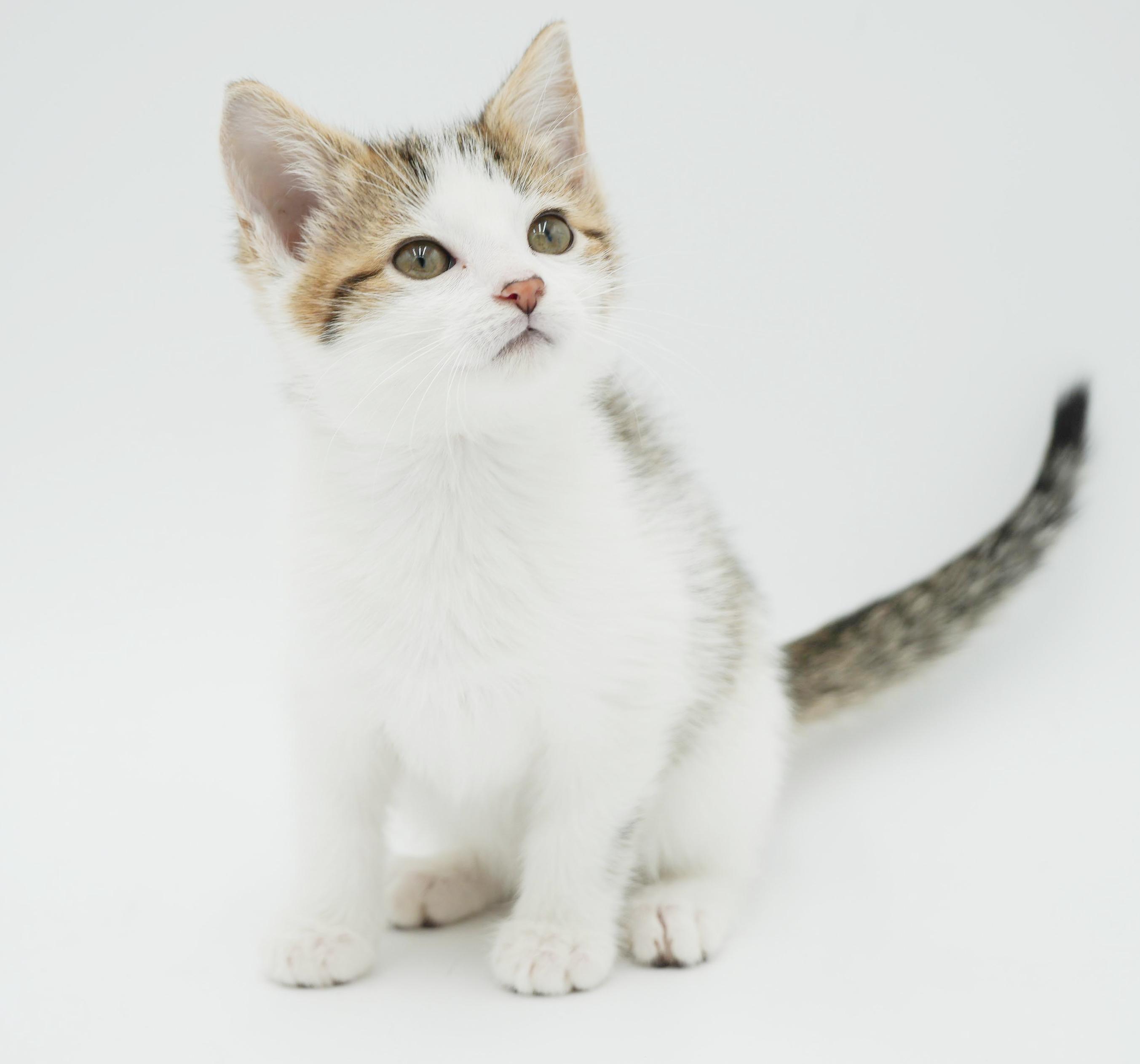 Enlarge Shortbread is just bubbling with excitement to meet you!, a Adoptable mixed breed in Bedford Hills, NY image 4/6