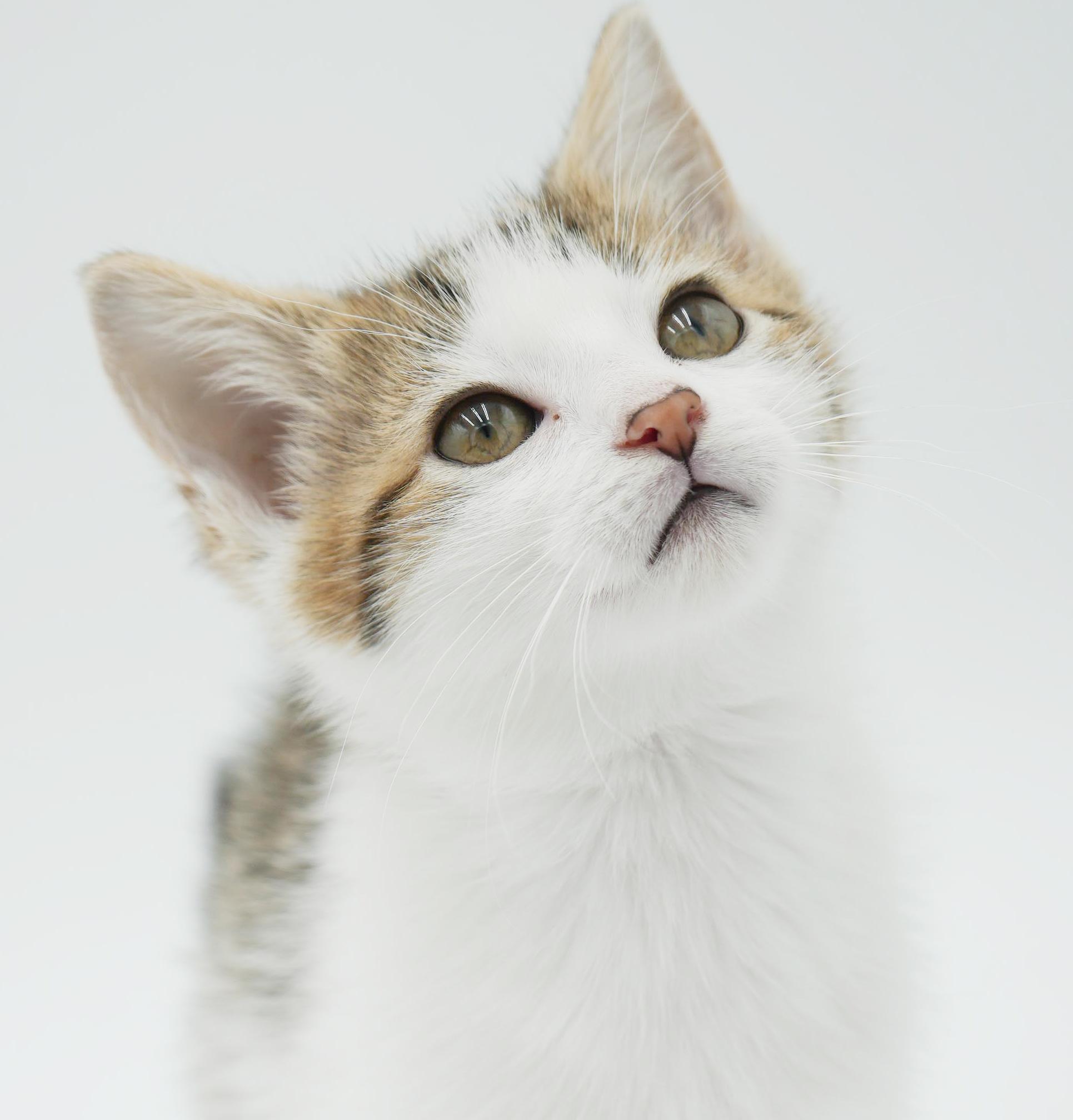 Enlarge Shortbread is just bubbling with excitement to meet you!, a Adoptable mixed breed in Bedford Hills, NY image 3/6