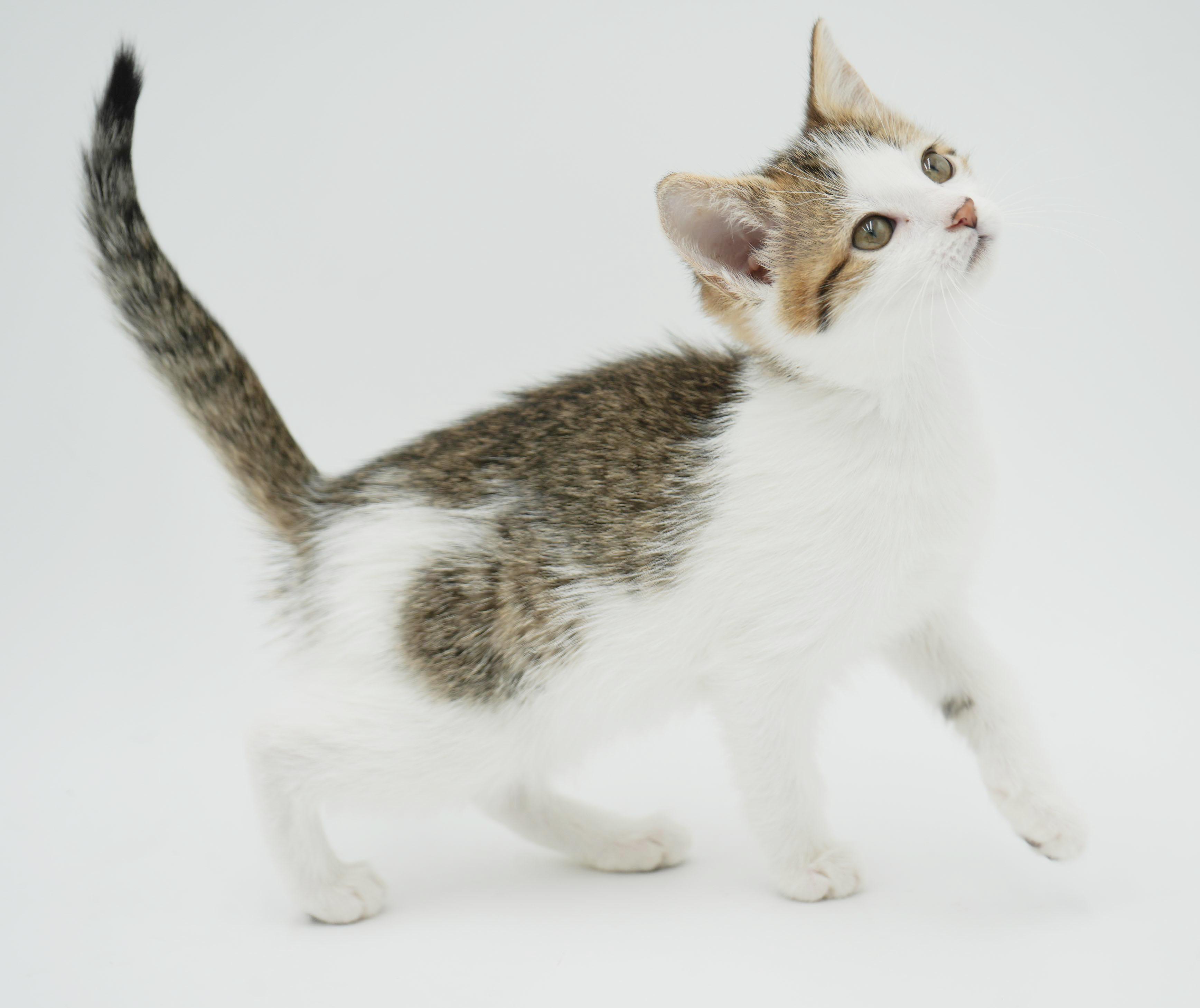 Enlarge Shortbread is just bubbling with excitement to meet you!, a Adoptable mixed breed in Bedford Hills, NY image 6/6