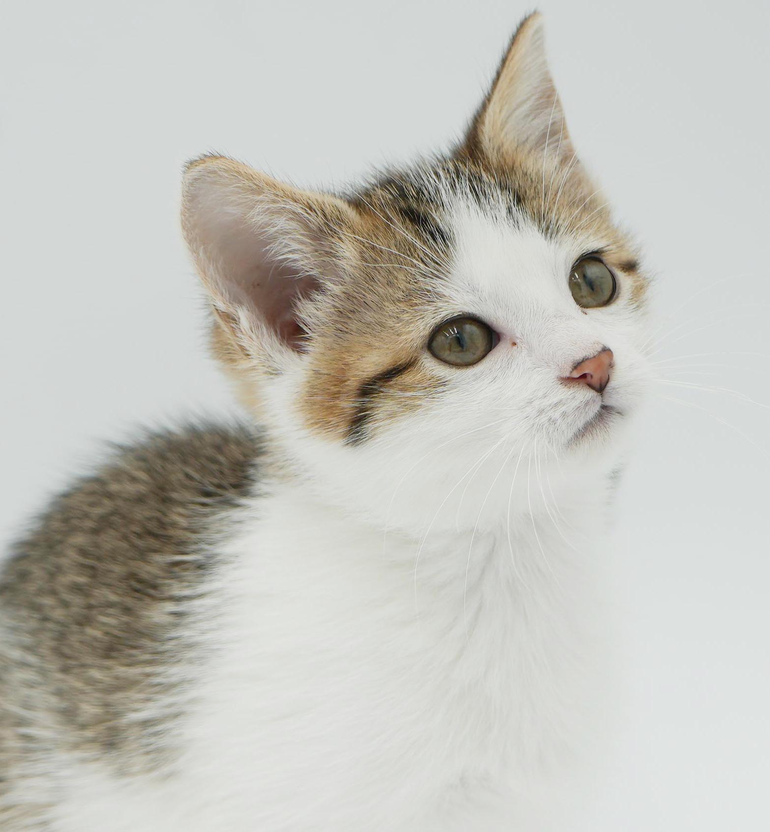 Shortbread is just bubbling with excitement to meet you!, Adoptable, Kitten Female Turkish Van & Tabby.