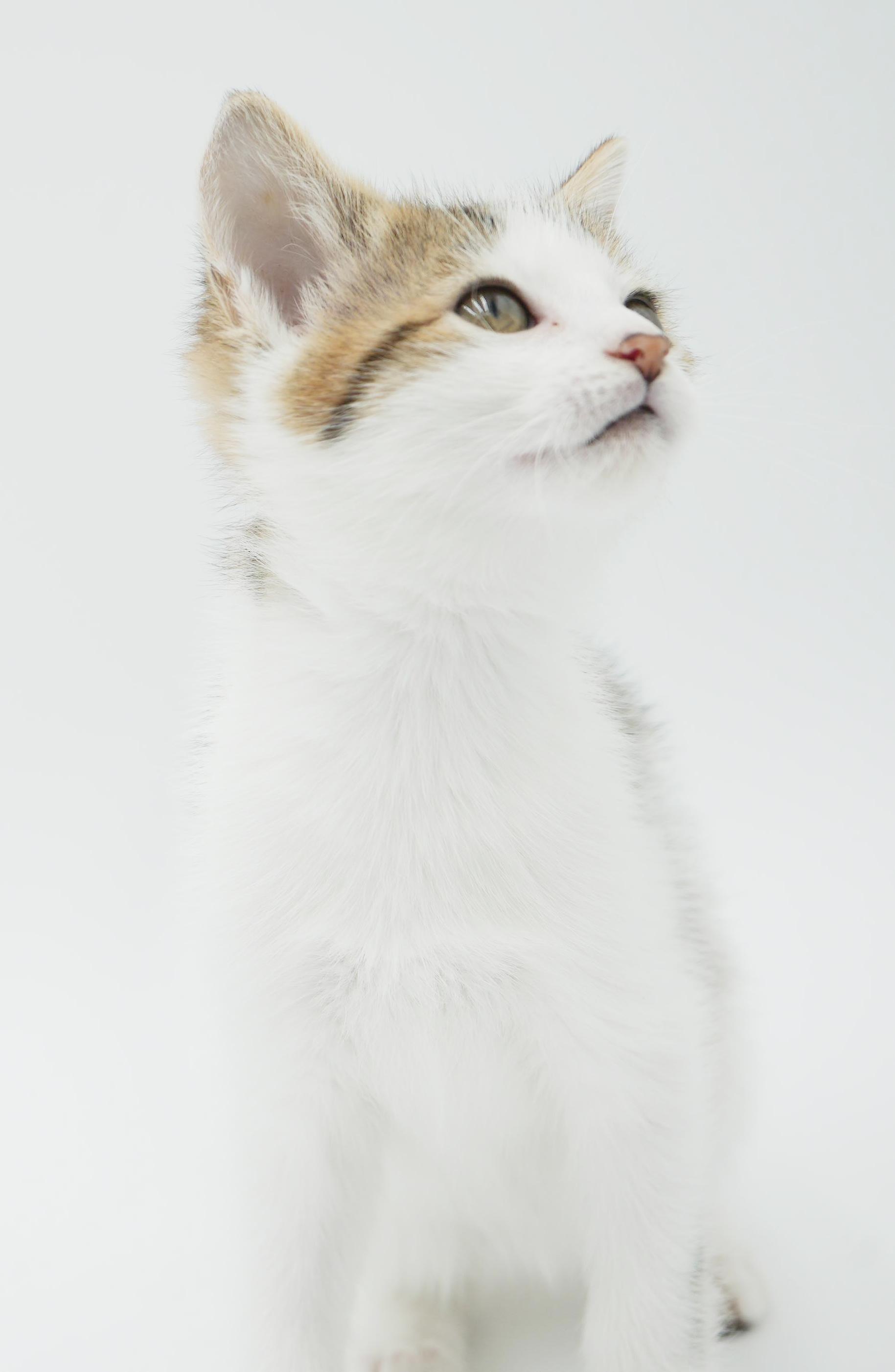 Enlarge Shortbread is just bubbling with excitement to meet you!, a Adoptable mixed breed in Bedford Hills, NY image 2/6